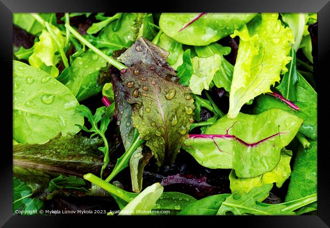 Fresh salad with mixed greens, close up Framed Print by Mykola Lunov Mykola