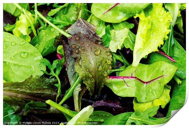 Fresh salad with mixed greens, close up Print by Mykola Lunov Mykola