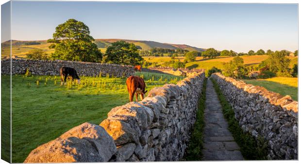 A Golden Path through Yorkshires Countryside Canvas Print by Tim Hill
