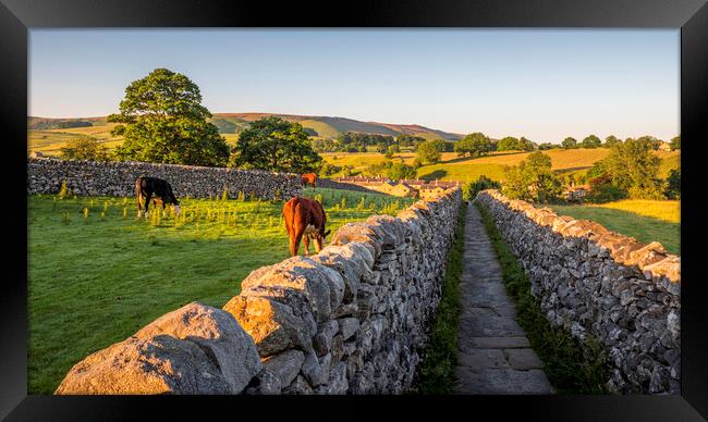A Golden Path through Yorkshires Countryside Framed Print by Tim Hill