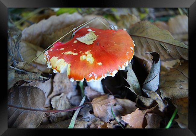 Mushroom in Autumn Framed Print by Sandra Marques
