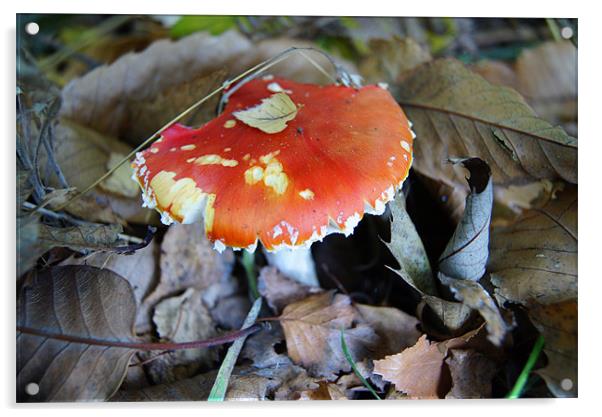 Mushroom in Autumn Acrylic by Sandra Marques