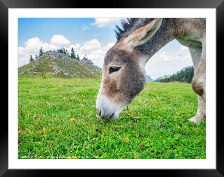 Donkey grazing.  Framed Mounted Print by Cristi Croitoru