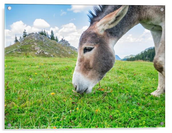 Donkey grazing.  Acrylic by Cristi Croitoru