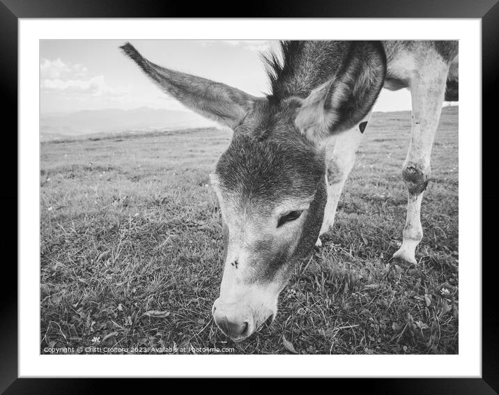 Donkey grazing.  Framed Mounted Print by Cristi Croitoru
