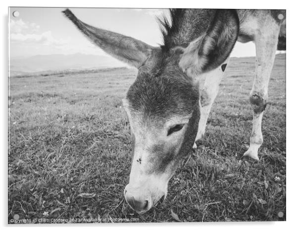 Donkey grazing.  Acrylic by Cristi Croitoru