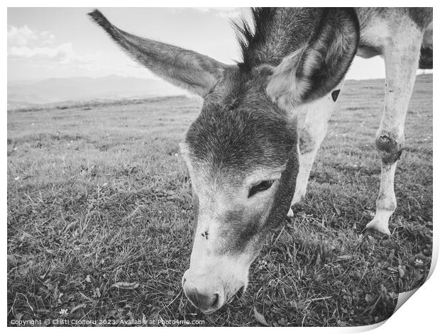 Donkey grazing.  Print by Cristi Croitoru