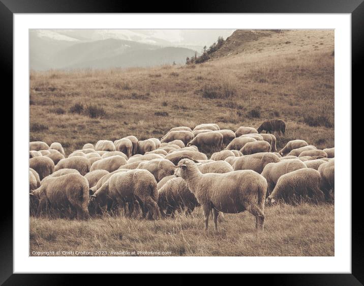 A flock of sheep grazing Framed Mounted Print by Cristi Croitoru