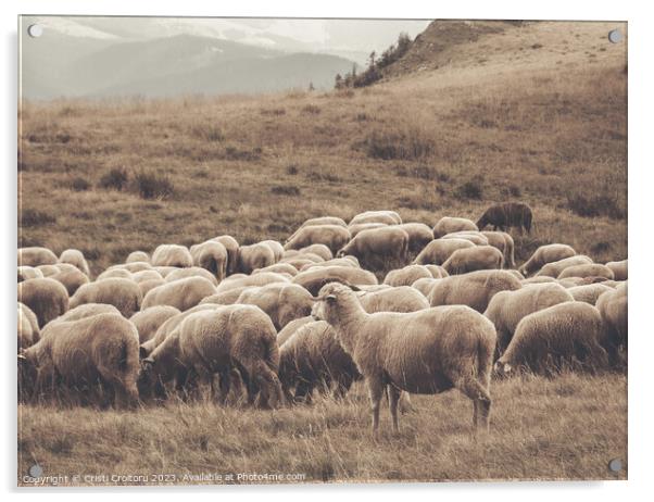 A flock of sheep grazing Acrylic by Cristi Croitoru