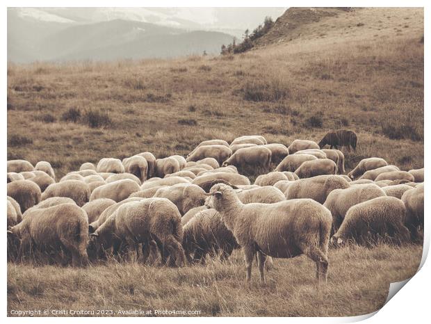 A flock of sheep grazing Print by Cristi Croitoru