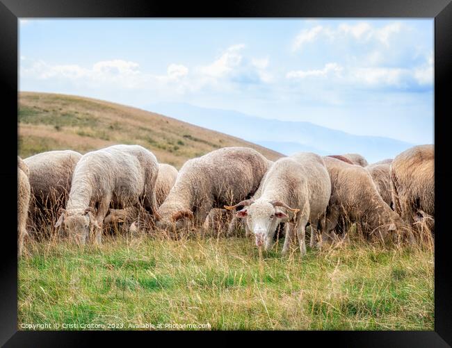 A flock of sheep grazing Framed Print by Cristi Croitoru