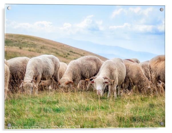 A flock of sheep grazing Acrylic by Cristi Croitoru