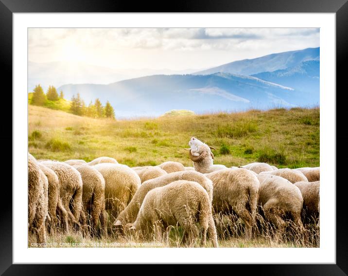 A flock of sheep grazing Framed Mounted Print by Cristi Croitoru