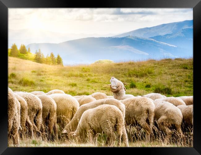 A flock of sheep grazing Framed Print by Cristi Croitoru