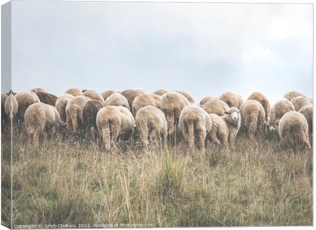 A flock of sheep grazing Canvas Print by Cristi Croitoru