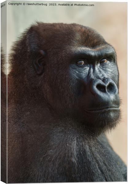 Gorilla Lope Close-up Canvas Print by rawshutterbug 