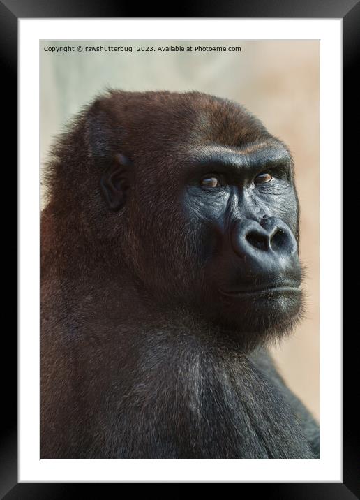 Gorilla Lope Close-up Framed Mounted Print by rawshutterbug 