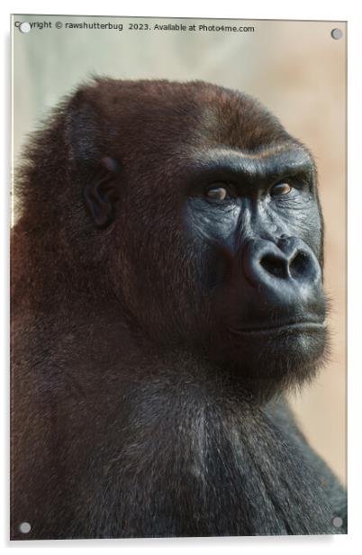 Gorilla Lope Close-up Acrylic by rawshutterbug 