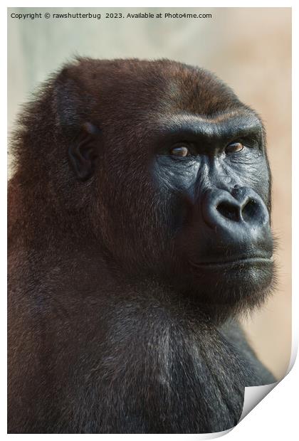 Gorilla Lope Close-up Print by rawshutterbug 