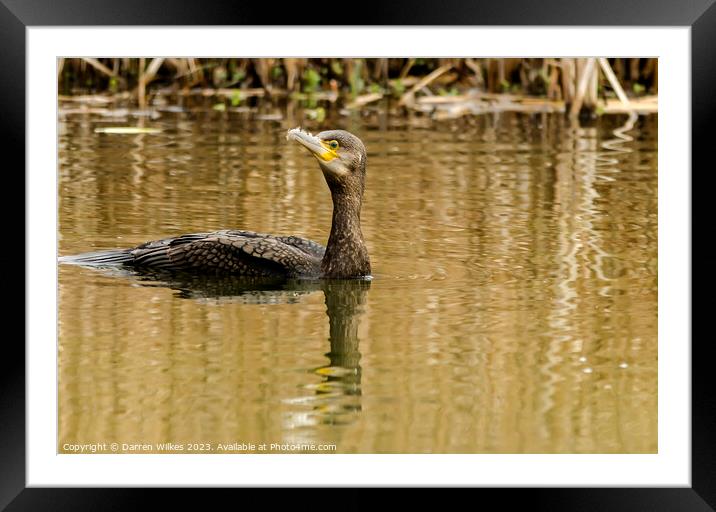 The Great Cormorant Framed Mounted Print by Darren Wilkes