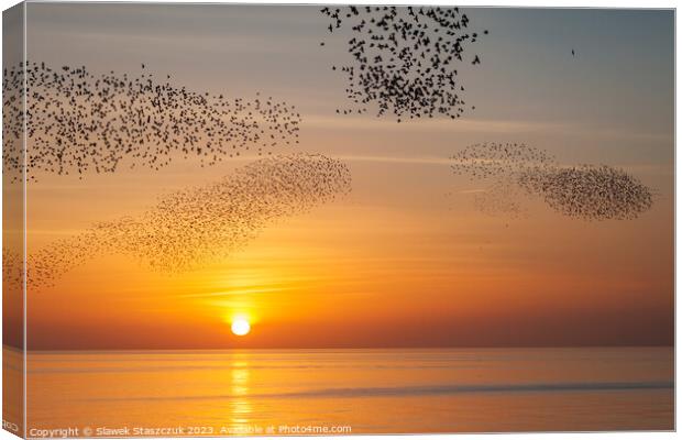 Starlings at Sundown Canvas Print by Slawek Staszczuk