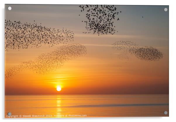 Starlings at Sundown Acrylic by Slawek Staszczuk