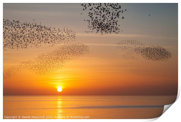 Starlings at Sundown Print by Slawek Staszczuk