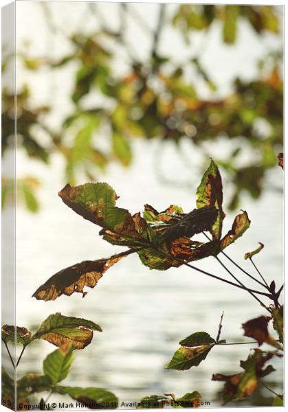Autum Decay Canvas Print by Mark Hobson