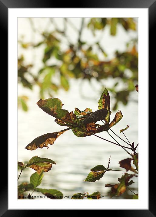 Autum Decay Framed Mounted Print by Mark Hobson