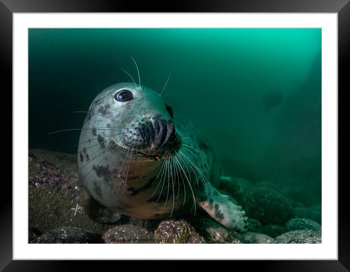 Grey seal Framed Mounted Print by Peter Bardsley