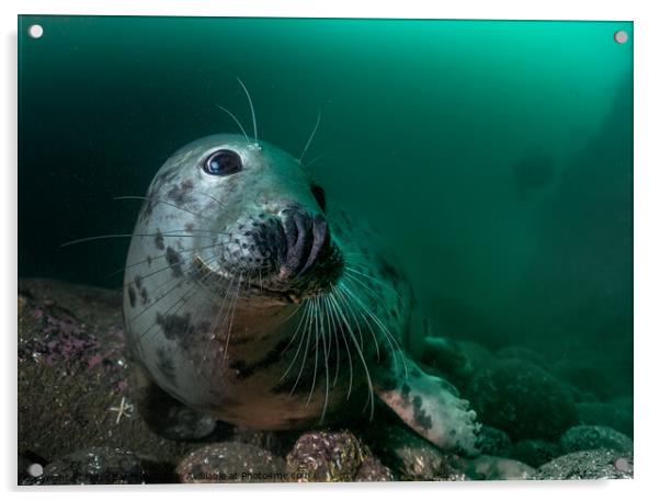 Grey seal Acrylic by Peter Bardsley