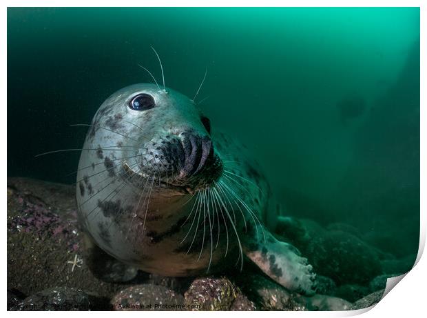 Grey seal Print by Peter Bardsley