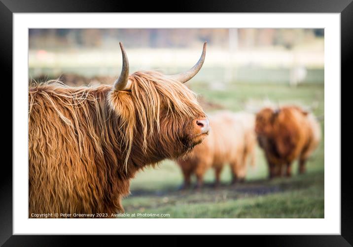Highland Cows Framed Mounted Print by Peter Greenway