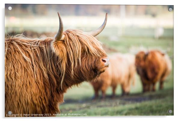 Highland Cows Acrylic by Peter Greenway