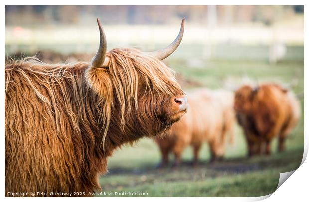 Highland Cows Print by Peter Greenway