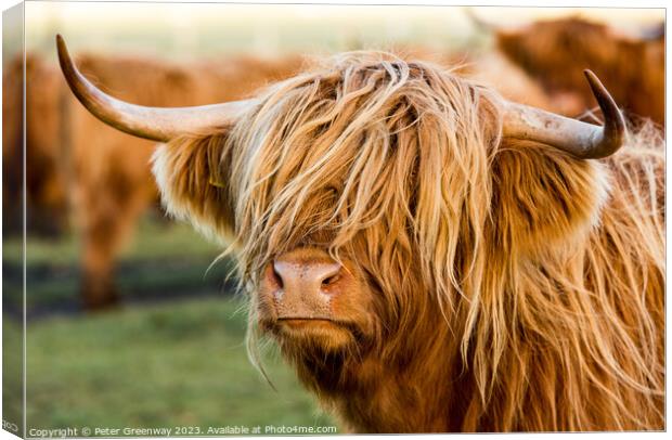 Highland Cows Canvas Print by Peter Greenway