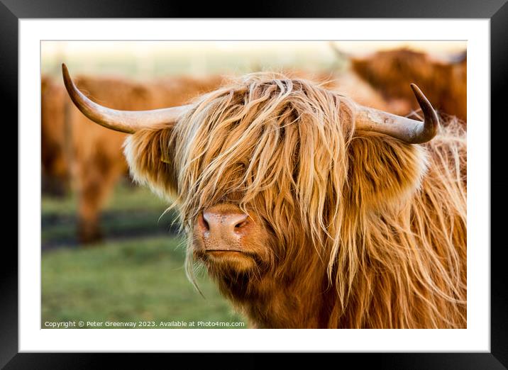 Highland Cows Framed Mounted Print by Peter Greenway