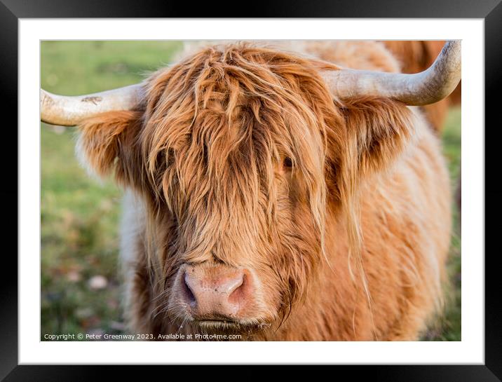Highland Cow Framed Mounted Print by Peter Greenway