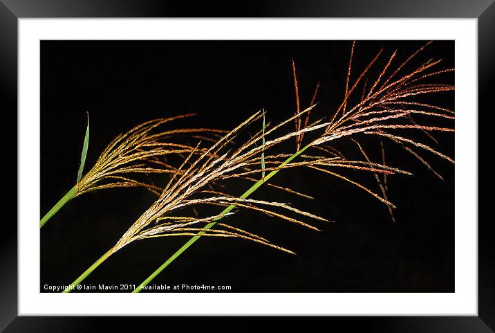Night Grasses Framed Mounted Print by Iain Mavin