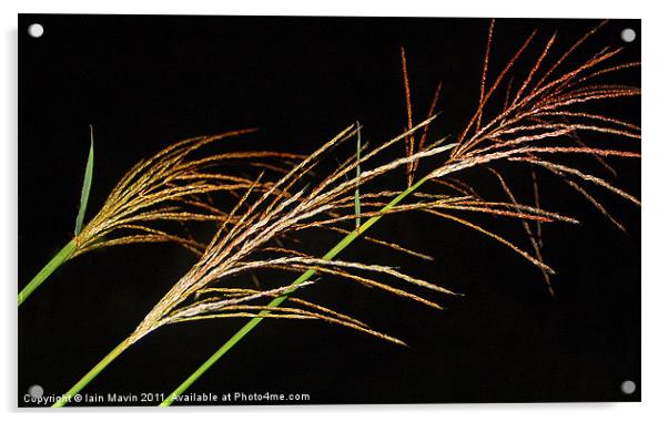 Night Grasses Acrylic by Iain Mavin