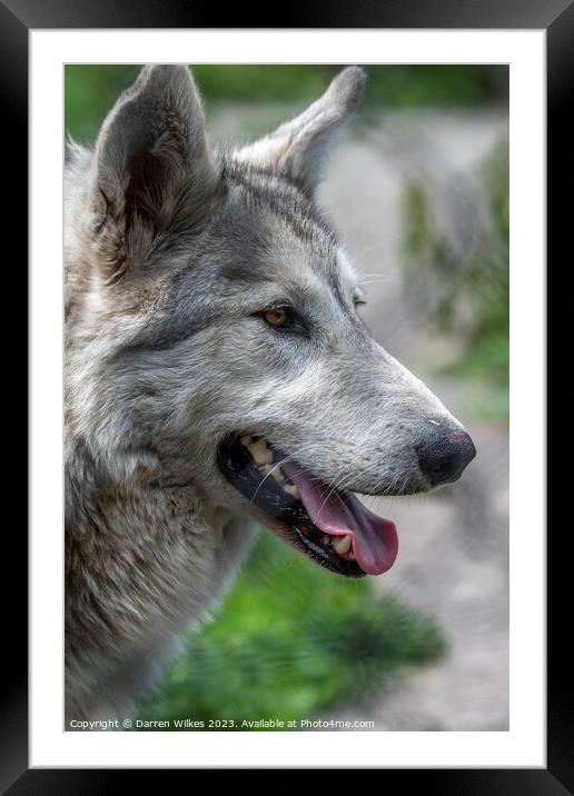 The Mysterious Wolfdog Framed Mounted Print by Darren Wilkes