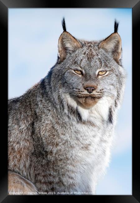 Canadian Lynx - Canada Framed Print by Darren Wilkes