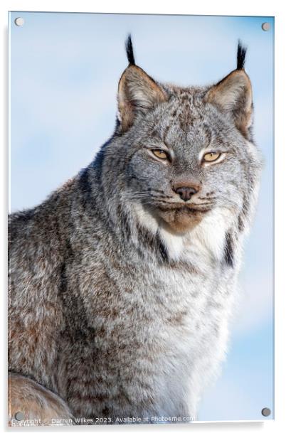 Canadian Lynx - Canada Acrylic by Darren Wilkes