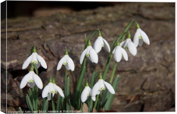 Snowdrops with log background Canvas Print by Sally Lloyd