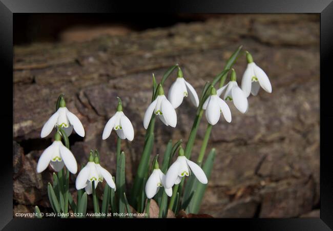Snowdrops with log background Framed Print by Sally Lloyd