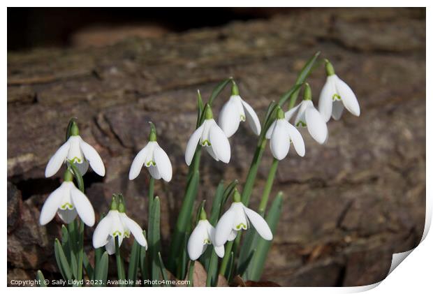 Snowdrops with log background Print by Sally Lloyd