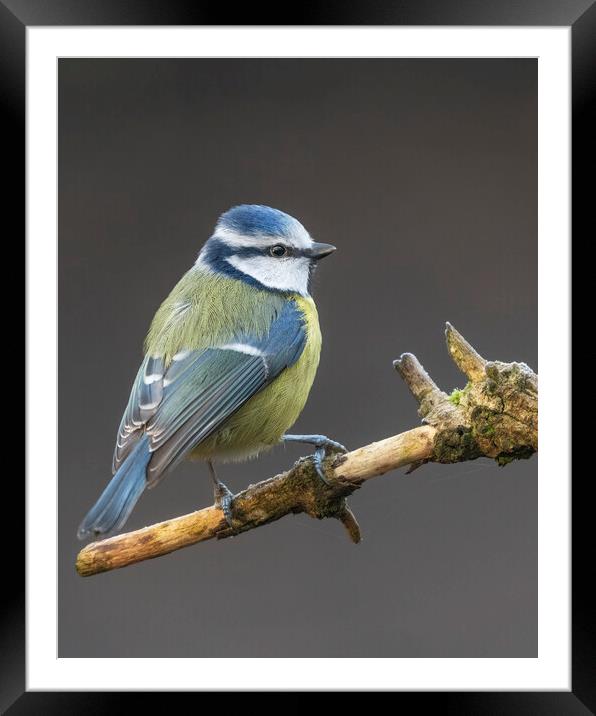 Perching blue tit Framed Mounted Print by Jonathan Thirkell