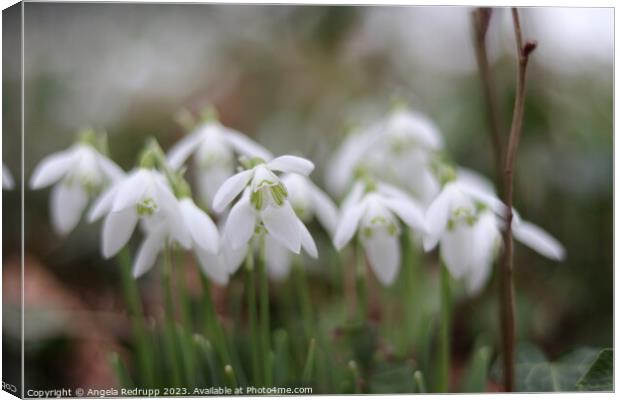 Close up of snowdrops Canvas Print by Angela Redrupp
