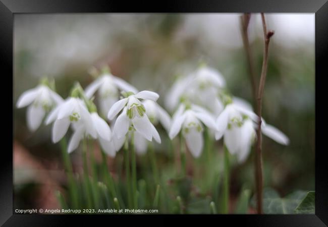 Close up of snowdrops Framed Print by Angela Redrupp