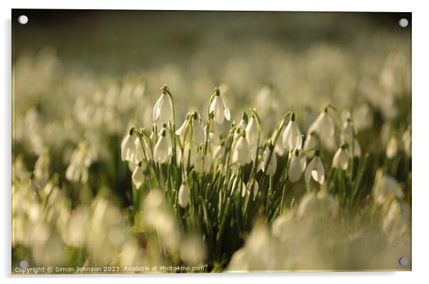 field of Snowdrops Acrylic by Simon Johnson